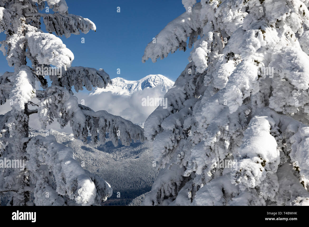 WA17116-00...WASHINGTON - Le Mont Rainier vu de cabane dans la haute montagne Tahoma Trails Association système. Banque D'Images WA17116-00...WASHINGTON - Le Mont Rainier vu de cabane dans la haute montagne Tahoma Trails Association système. Banque D'Images