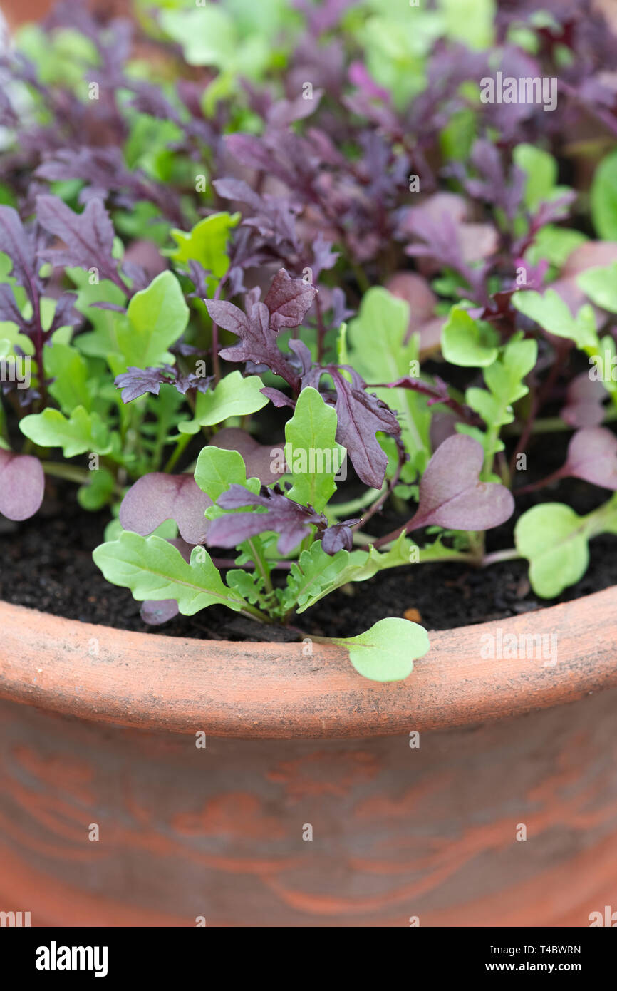 Mélange de salade de feuilles cultivées dans un récipient en avril. UK Banque D'Images