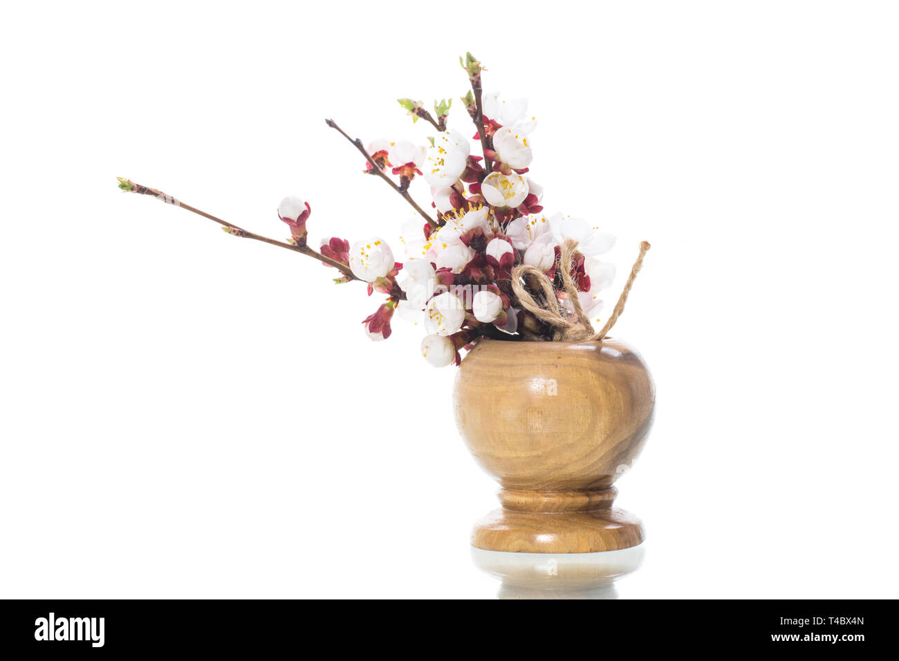 Branche avec fleurs d'abricot sur un fond blanc Banque D'Images