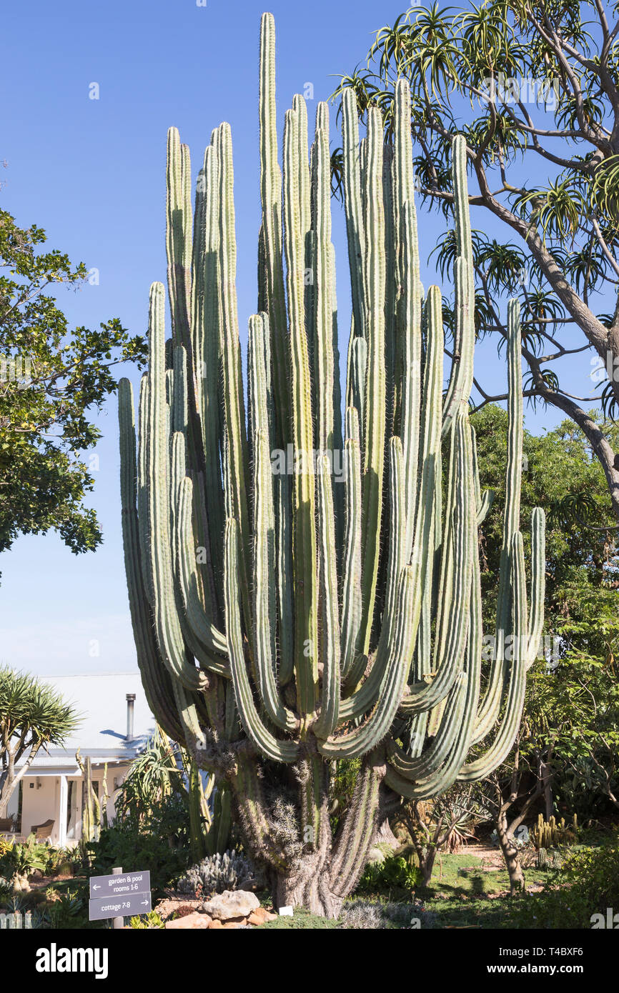 Cereus cactus weberii géant, , 108 ans (1910) en at Soekershof plantés jardins près de Robertson, Western Cape, Afrique du Sud. (Lemaireocereus weberi, Banque D'Images