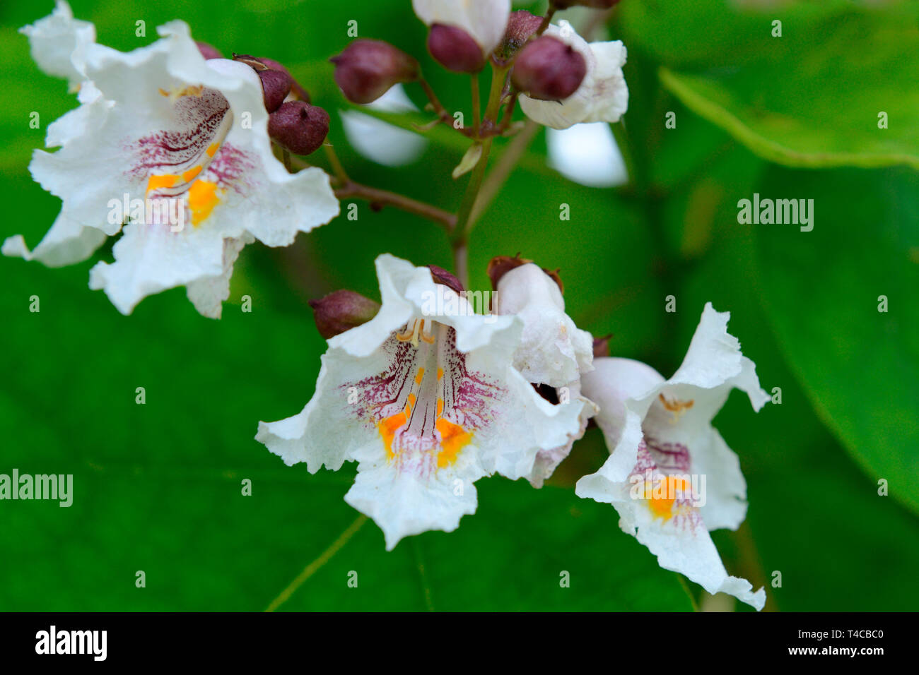 Praechtiger Trompetenbaum, Catalpa speciosa Banque D'Images