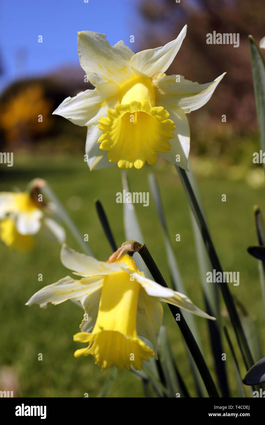 Jonquilles mouchetée. Narcisse jaune et blanc des fleurs Banque D'Images
