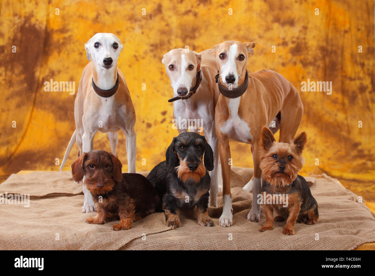 Teckels poil dur Miniature, Whippets et Mixed Breed Dog Banque D'Images