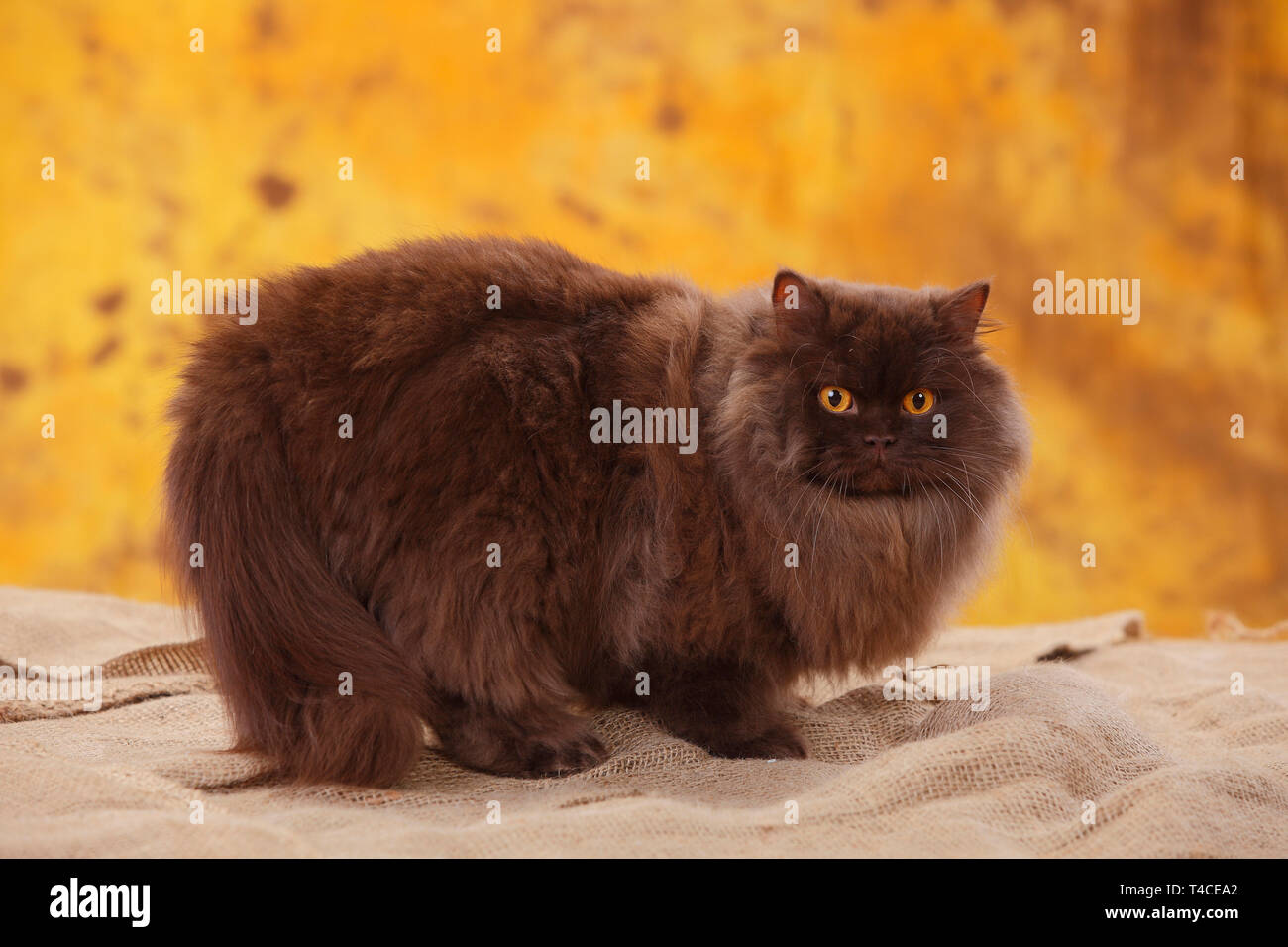 British Longhair Cat, tomcat, chocolat Banque D'Images