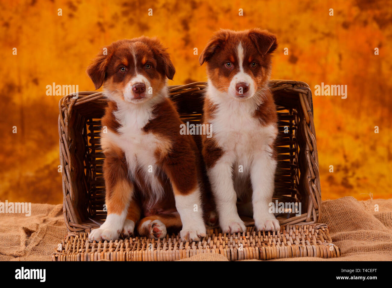 Berger Australien, chiot, 8 semaines, 3 rouge Banque D'Images