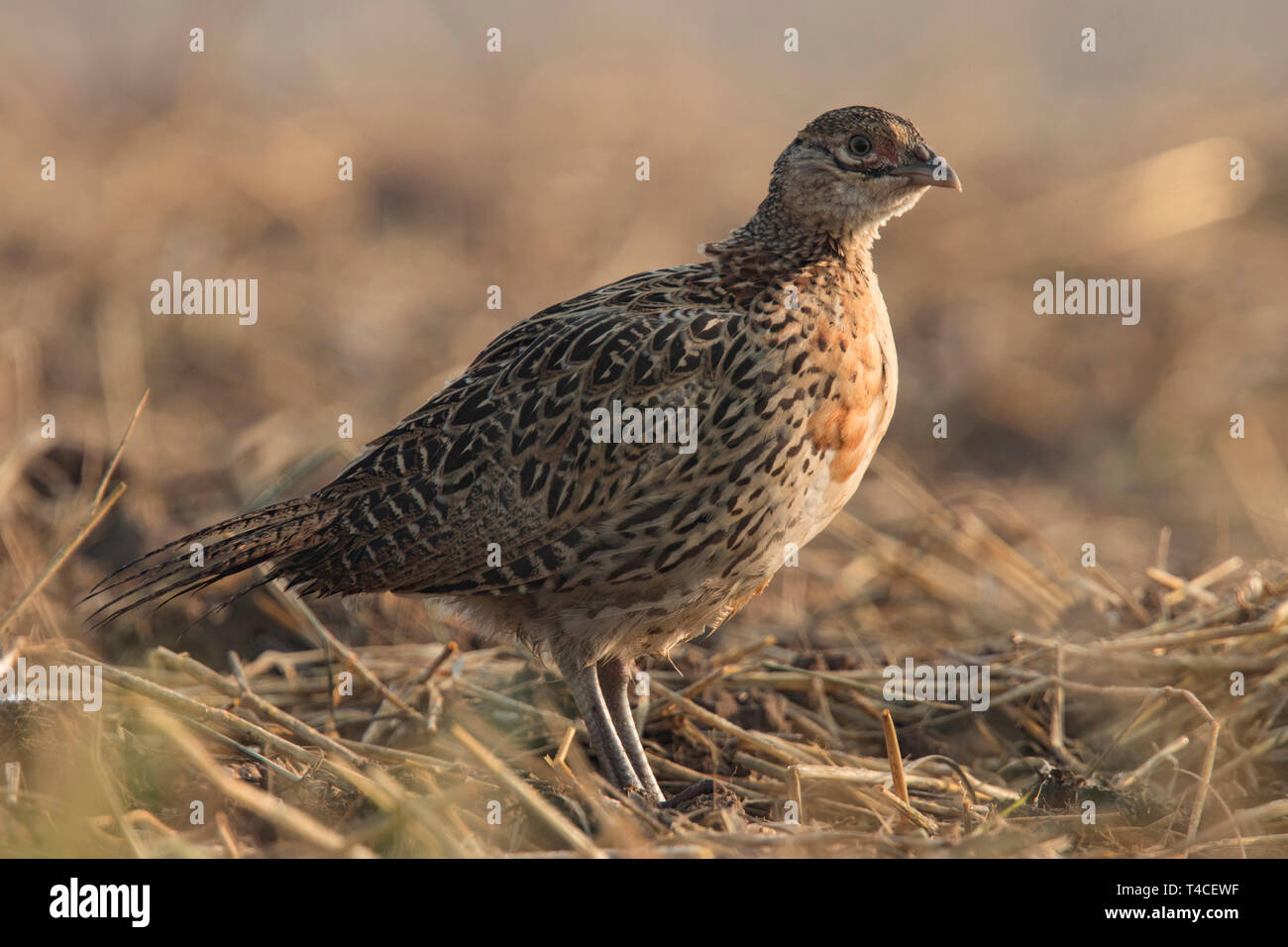 Le faisan commun, juvénile, (Phasianus colchicus) Banque D'Images