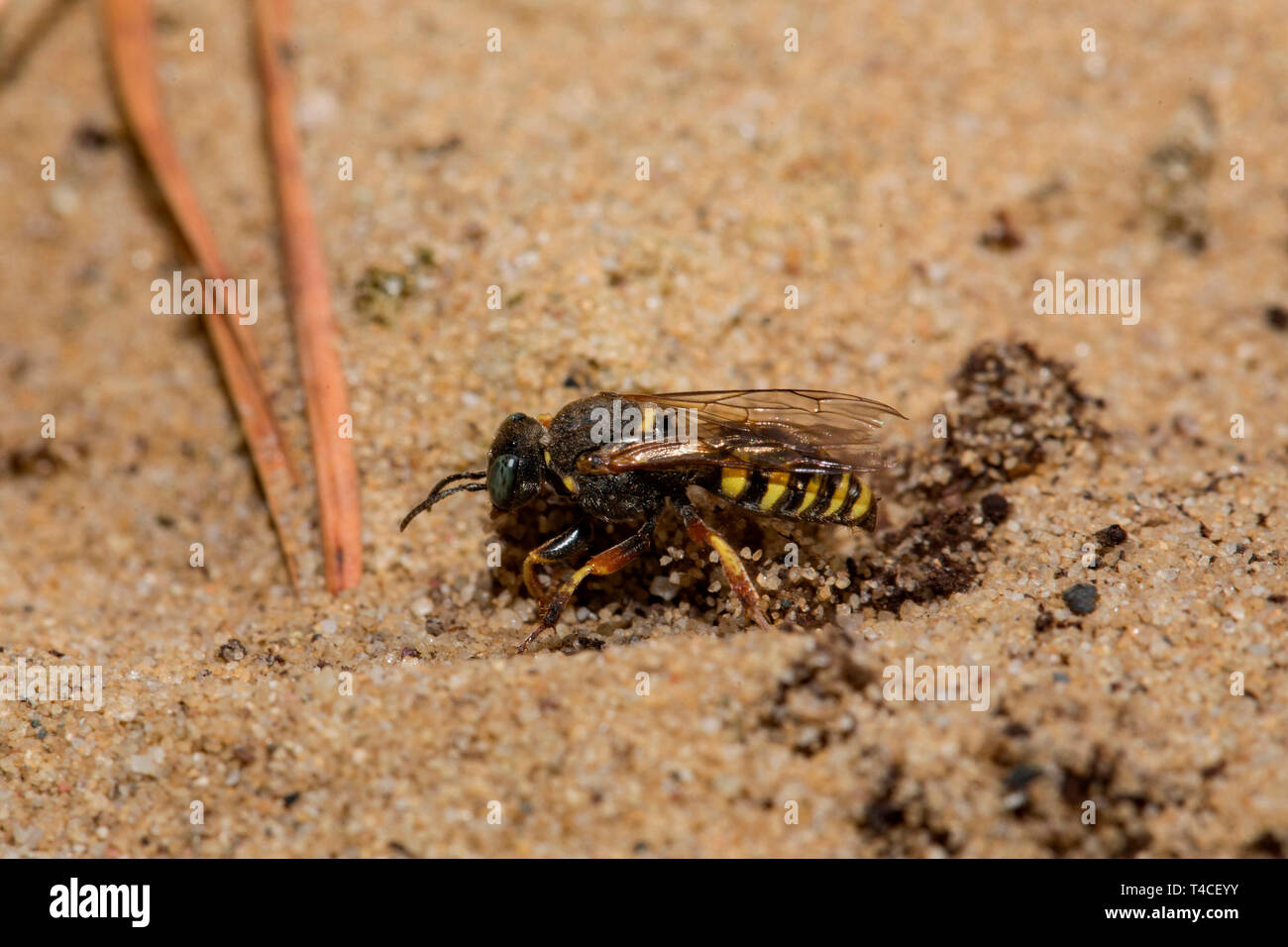 Sympatriques à petite échelle digger wasp (Oxybelus argentatus) Banque D'Images