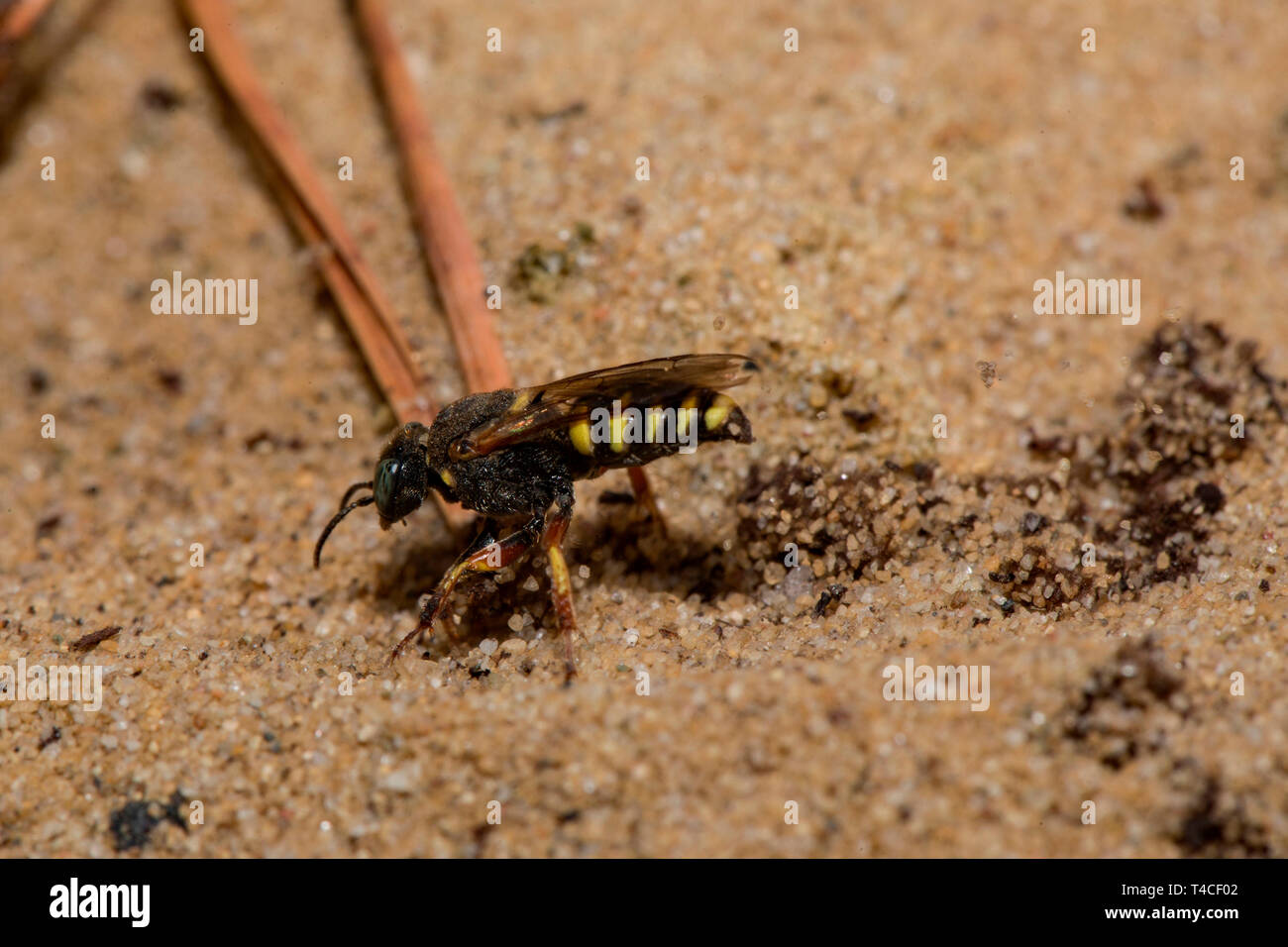 Sympatriques à petite échelle digger wasp (Oxybelus argentatus) Banque D'Images