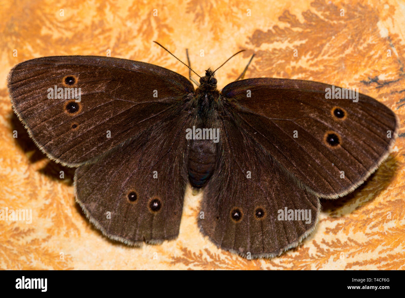 (Aphantopus hyperantus ringlet,) Banque D'Images