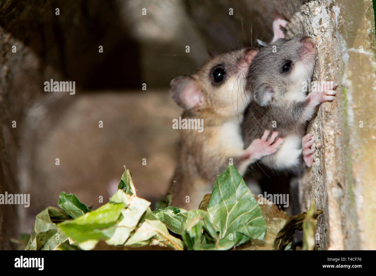 Loir, femme avec les jeunes, (Glis glis) Banque D'Images