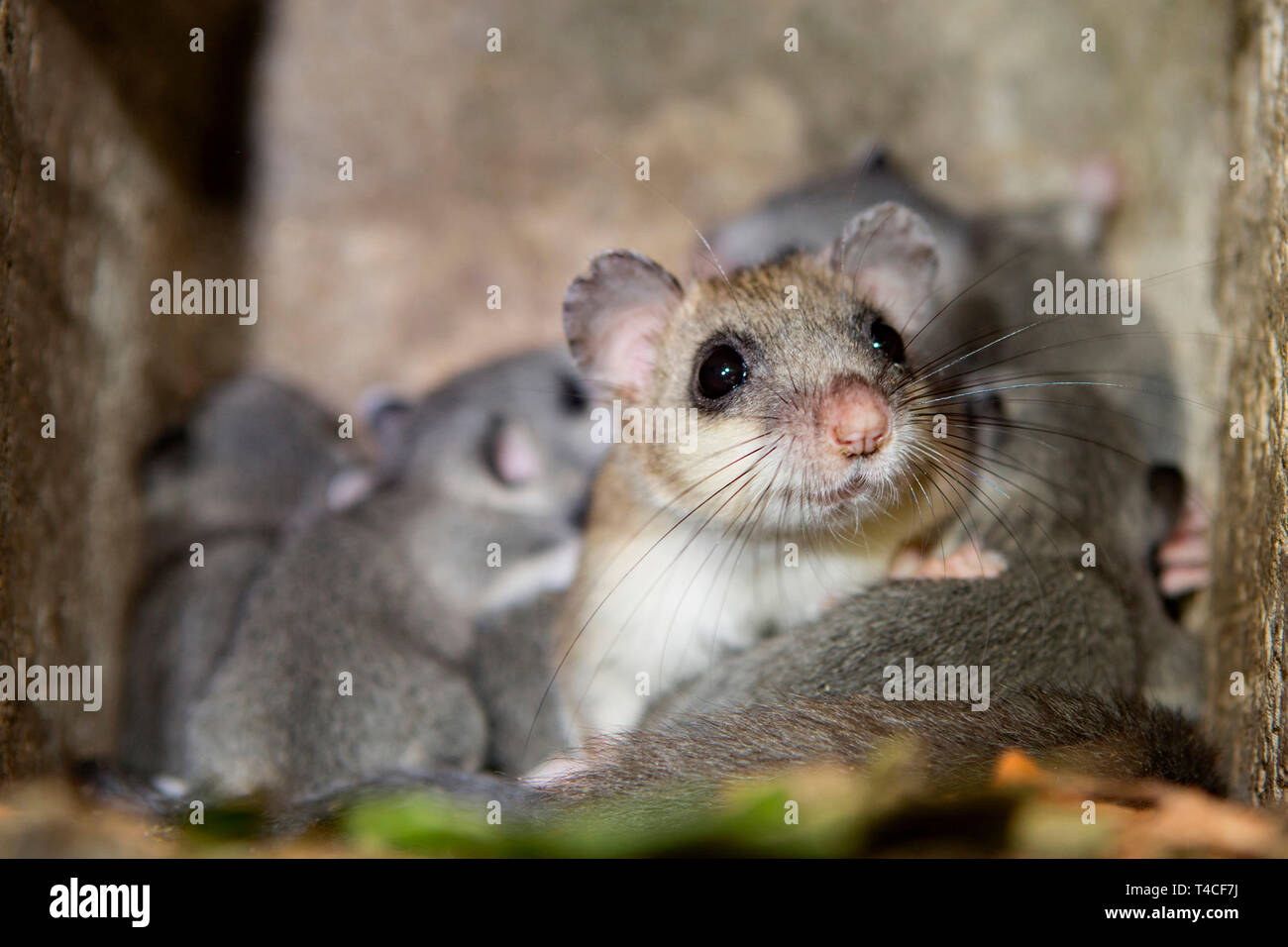 Loir, femme avec youngs, (Glis glis) Banque D'Images