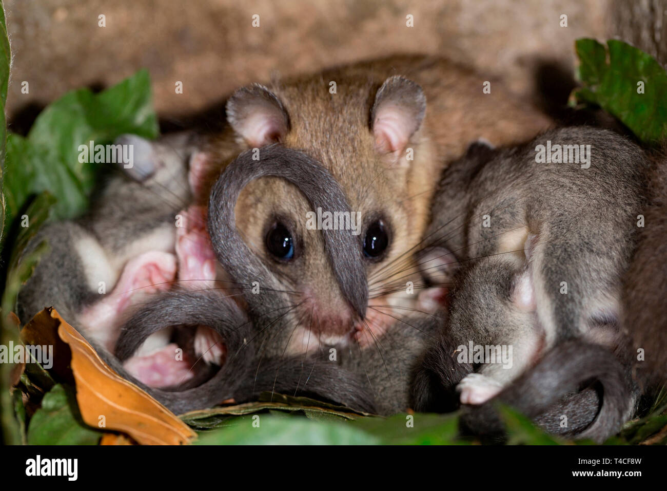 Loir, femme avec youngs, (Glis glis) Banque D'Images