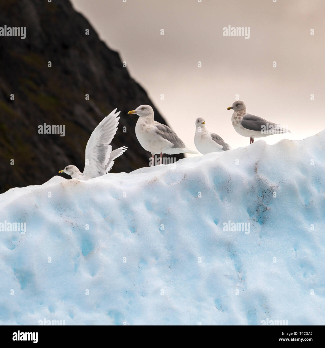 Mouettes à tête noire, (Larus ridibundus), Groenland Banque D'Images