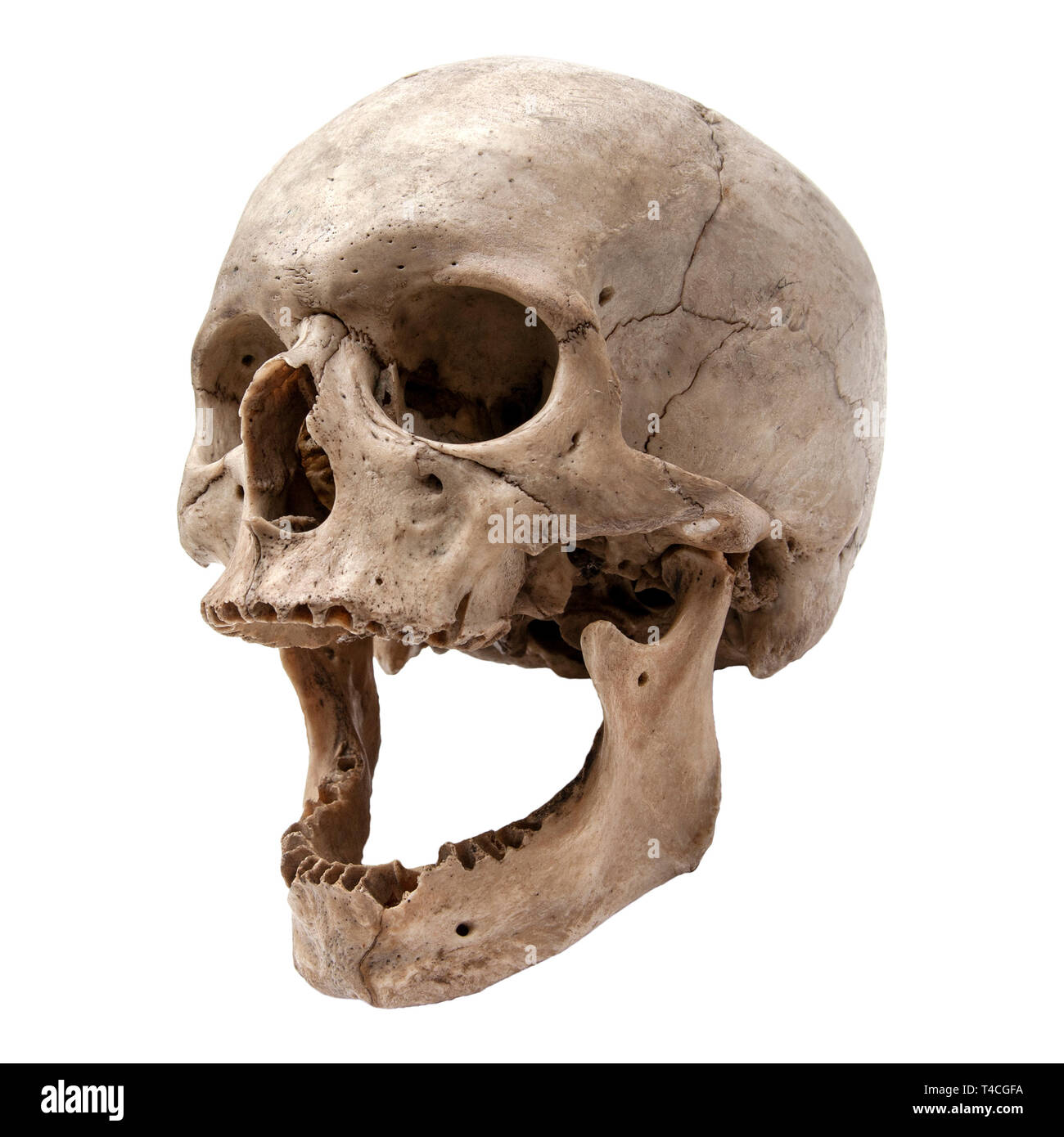 Un vieux crâne humain dans une position de trois-quarts Banque D'Images