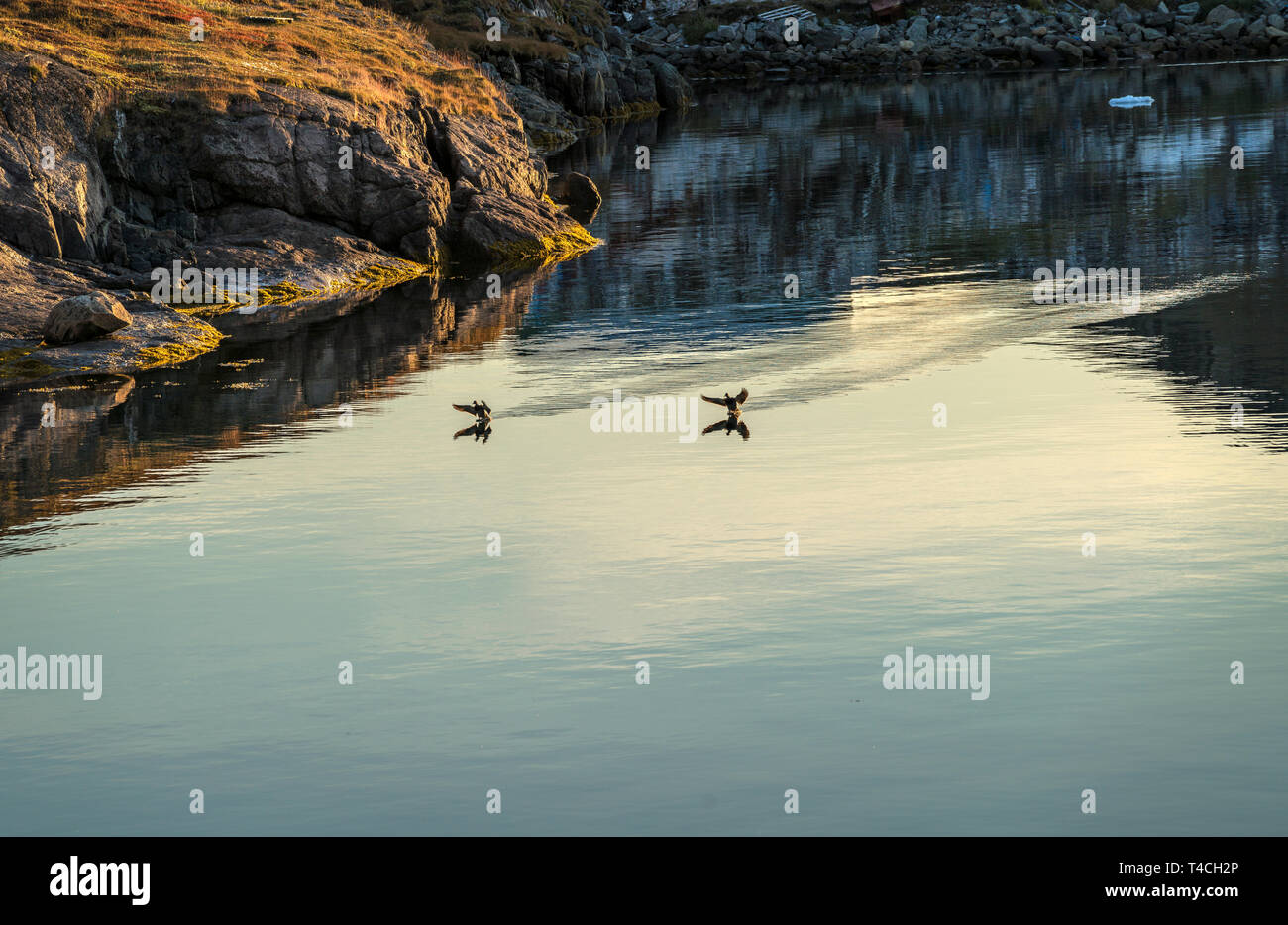 Les oiseaux et le coucher du soleil, Narsaq, Groenland Banque D'Images