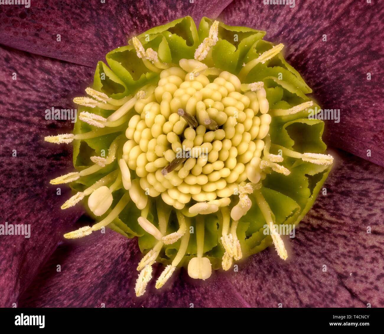 Black hellebore (Helleborus niger), stand de semences, de détail, l'Autriche, de plantes de jardin Banque D'Images