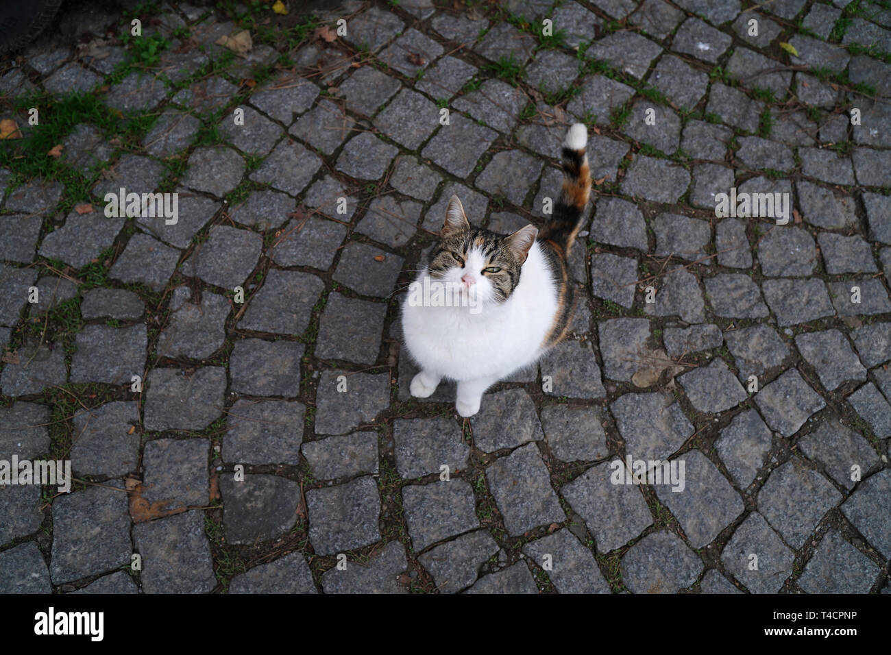 Chat Tigre Et Blanc Mignon Est Assis Sur Le Sol Au Niveau De La Rue Pavee Photo Stock Alamy Chat Tigre Et Blanc Mignon Est Assis Sur Le Sol Au Niveau De La Rue Pavee Photo Stock Alamy