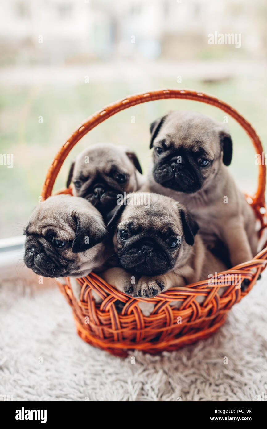 Le PUG chiots chien assis dans le panier sur l'appui de glace. Peu de chiots s'amusant. Chiens d'élevage Banque D'Images