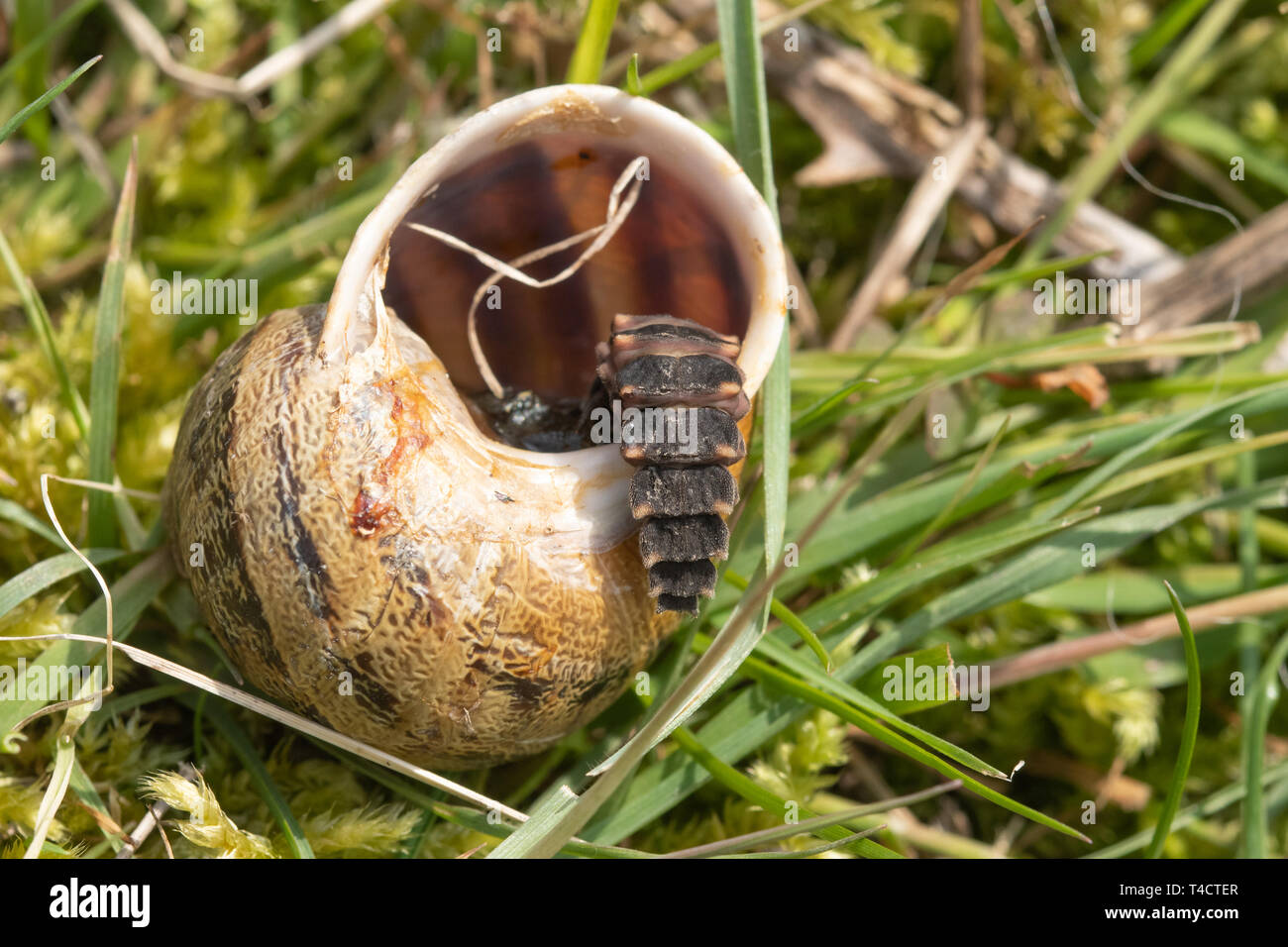 Larve de vers luisants (Lampyris noctiluca) se nourrissant d'un escargot dans le Hampshire, au Royaume-Uni, en avril Banque D'Images