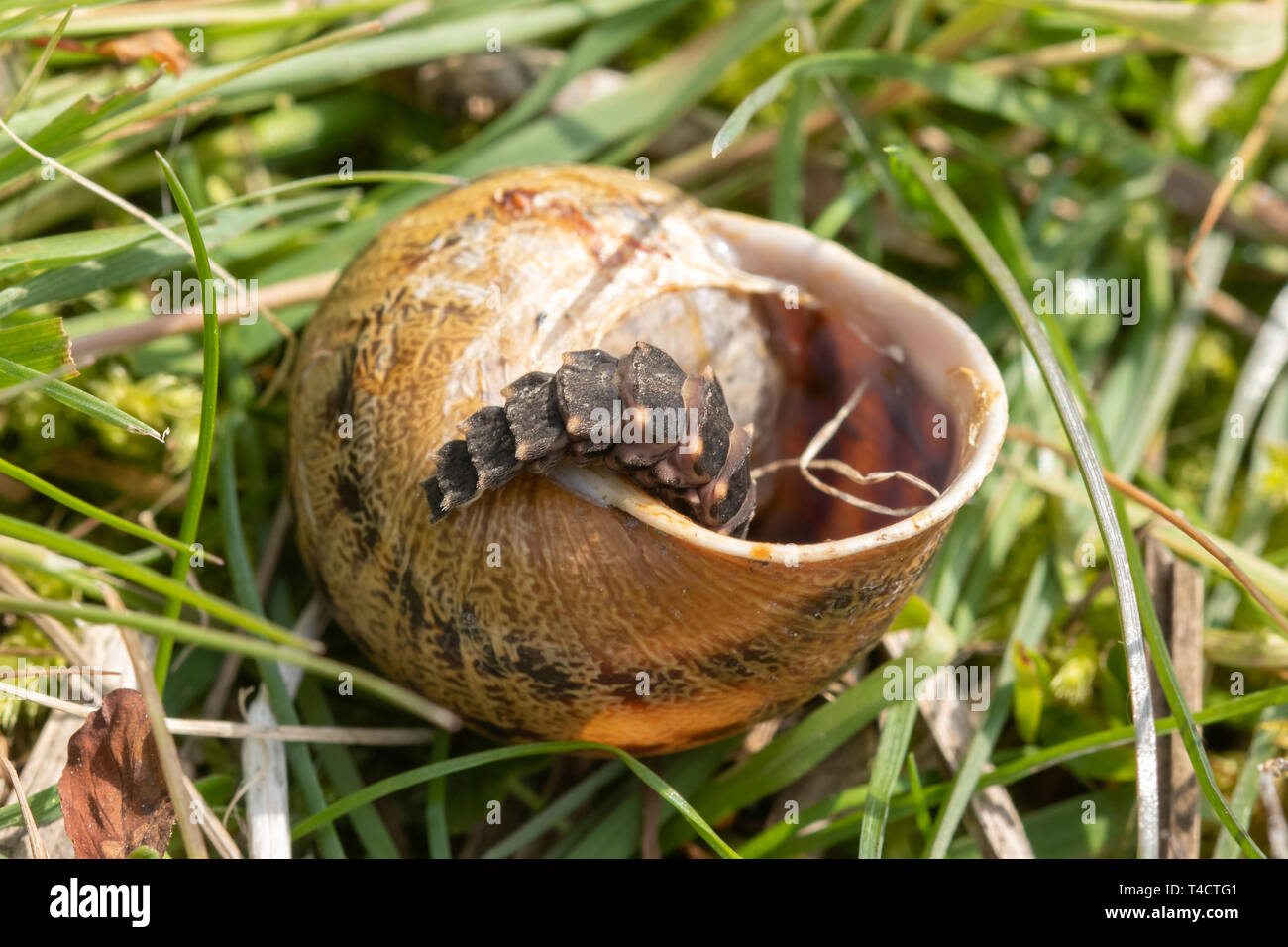 Larve de vers luisants (Lampyris noctiluca) se nourrissant d'un escargot dans le Hampshire, au Royaume-Uni, en avril Banque D'Images