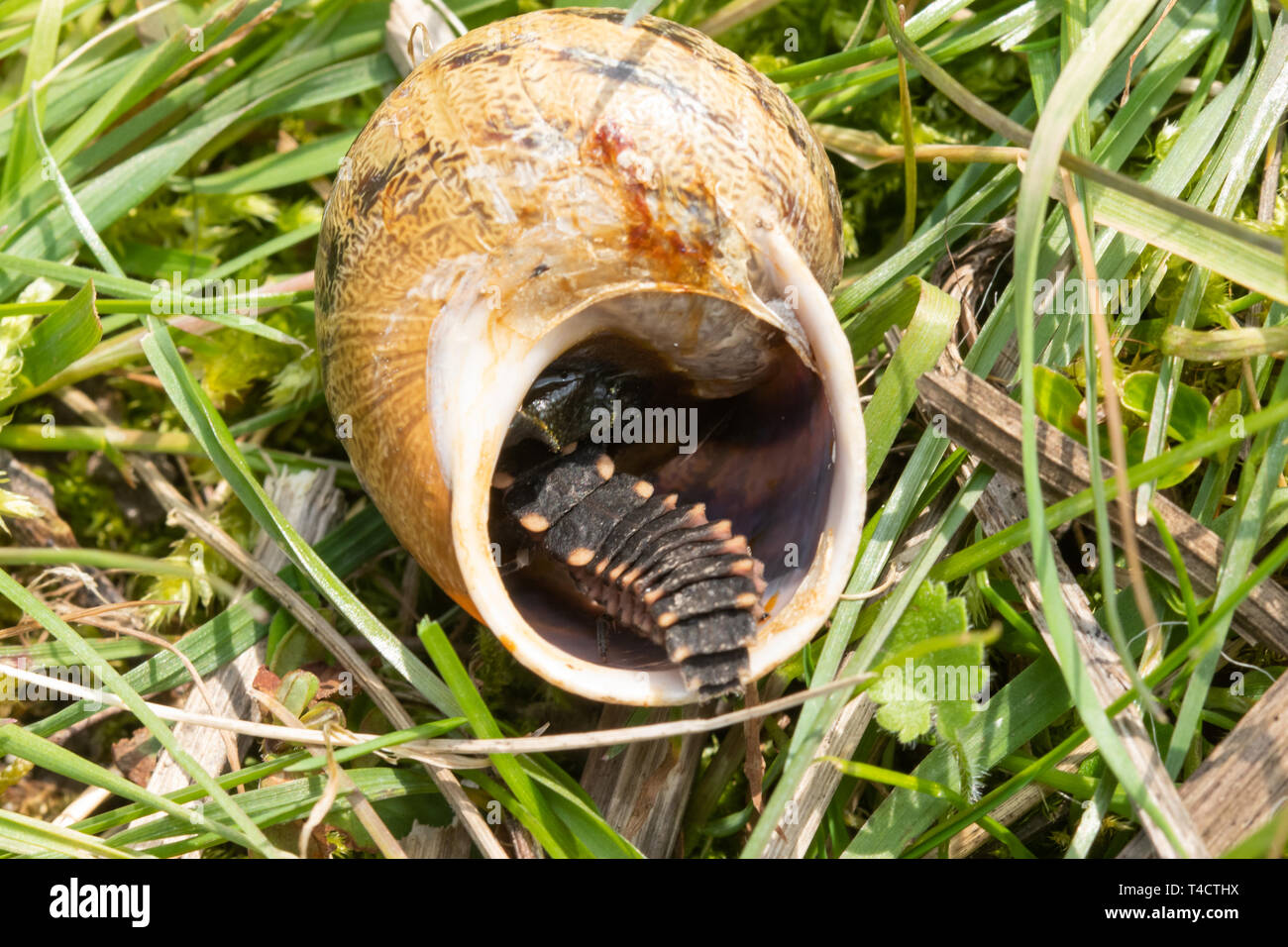 Larve de vers luisants (Lampyris noctiluca) se nourrissant d'un escargot dans le Hampshire, au Royaume-Uni, en avril Banque D'Images