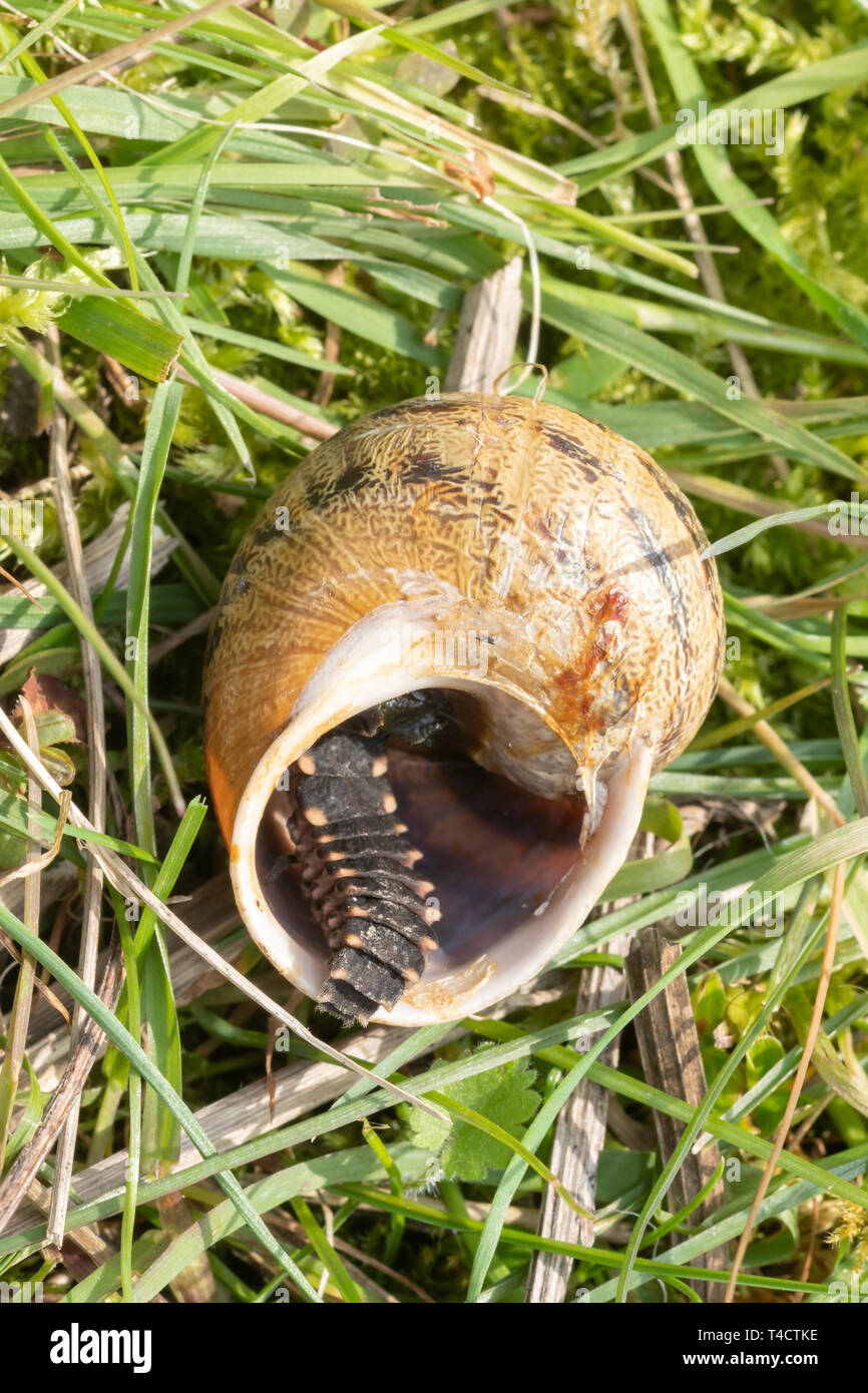 Larve de vers luisants (Lampyris noctiluca) se nourrissant d'un escargot dans le Hampshire, au Royaume-Uni, en avril Banque D'Images