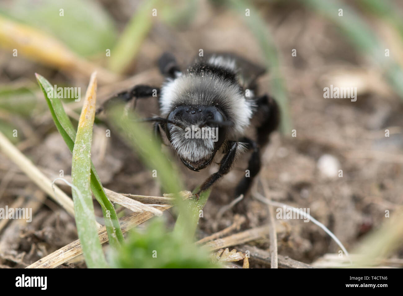 L'exploitation minière cendré (abeille Andrena cineraria) féminin, UK Banque D'Images