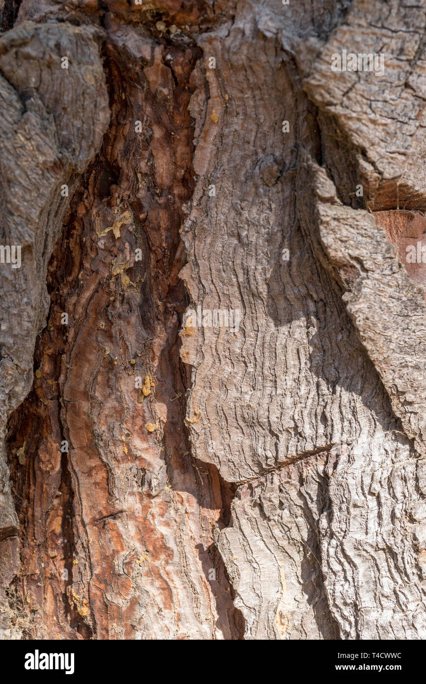 La texture du bois de l'écorce d'un arbre dans la Laguna Verde, au Chili Banque D'Images