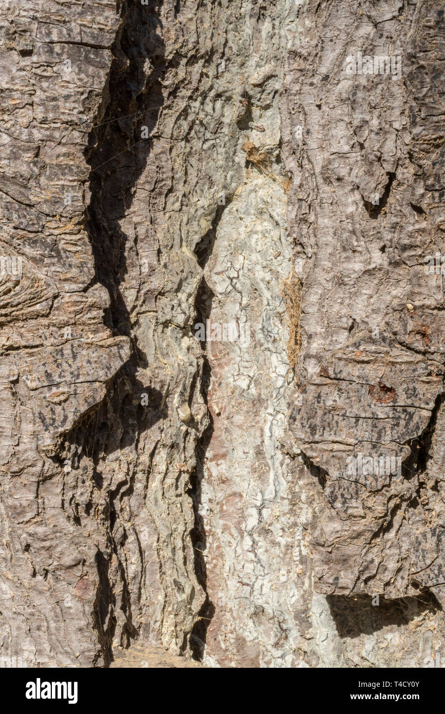 La texture du bois de l'écorce d'un arbre dans la Laguna Verde, au Chili Banque D'Images