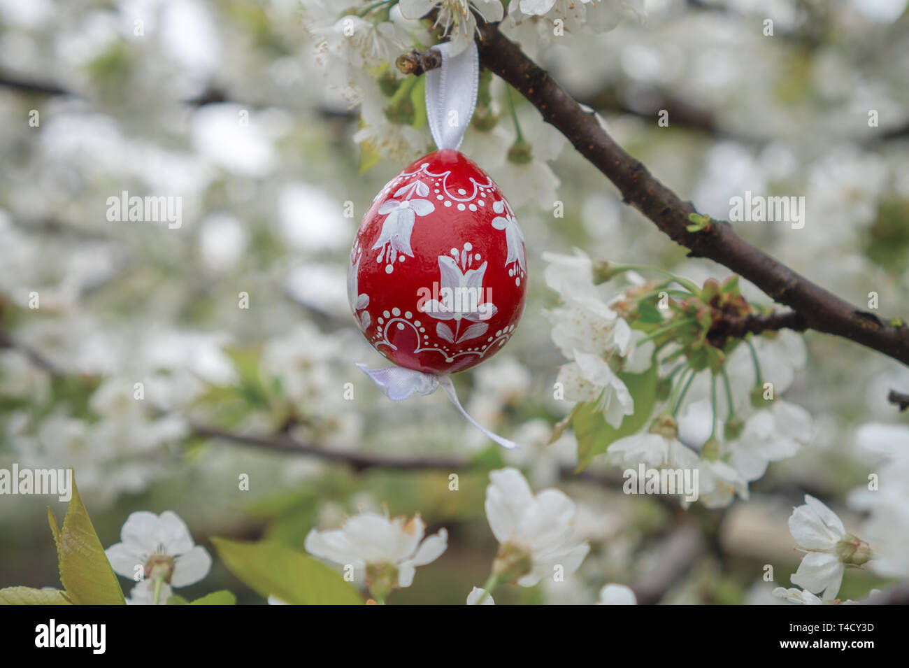 Rouge Décoration vintage easter egg hanging on flowering cherry tree avec des fleurs blanches. Arrière-plan de Pâques Banque D'Images