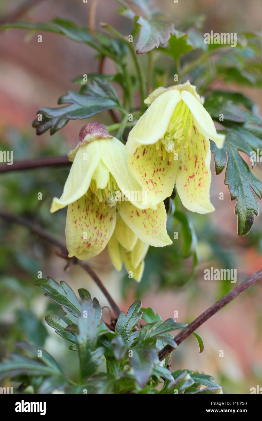 Clematis cirrhosa 'Balearica' fleurs jaune crème de Clematis Balearica, également appelé clématite à feuilles de fougère Banque D'Images