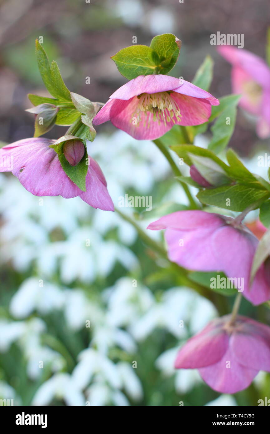 Galanthus et Helleborus x hybridus. Chutes de neige et hellébores à la frontière d'un jardin d'hiver - février, Royaume-Uni Banque D'Images