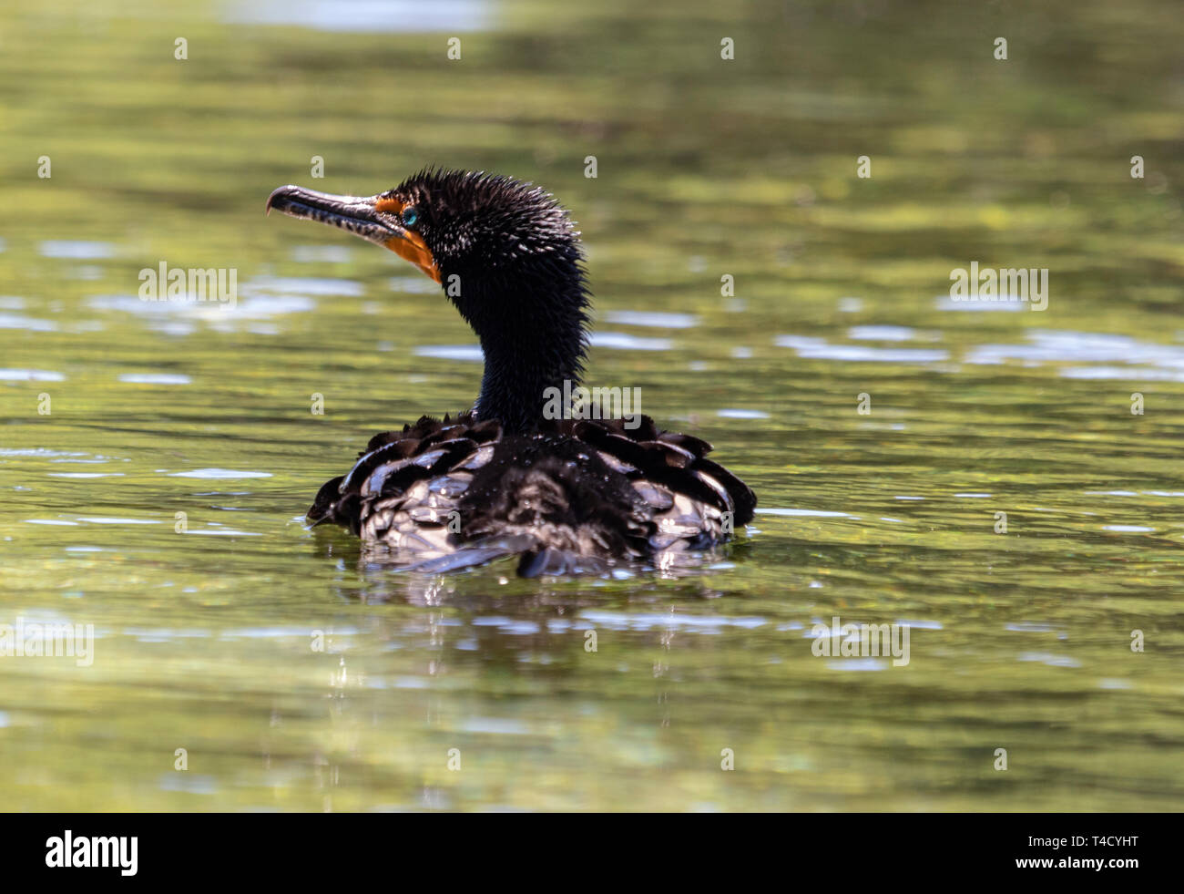 Natation dans la rivière Arc-en-ciel Cormorant Banque D'Images
