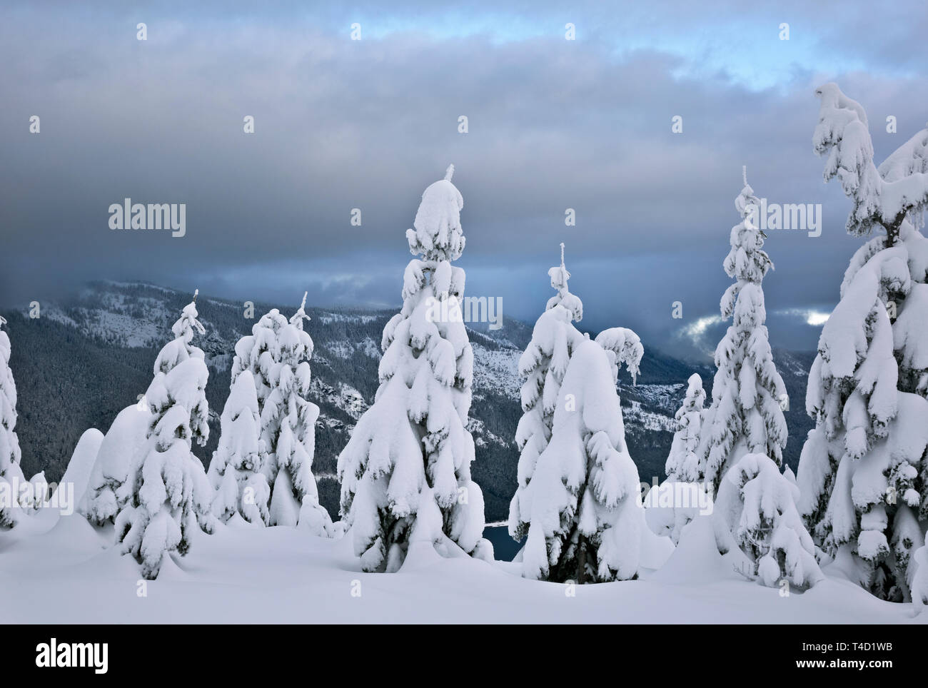 WA16149-00...WASHINGTON - Les arbres surplombant le lac Kachess de la piste de ski de montagne dans le Okanagon-Wenatchee Amabilis Banque D'Images