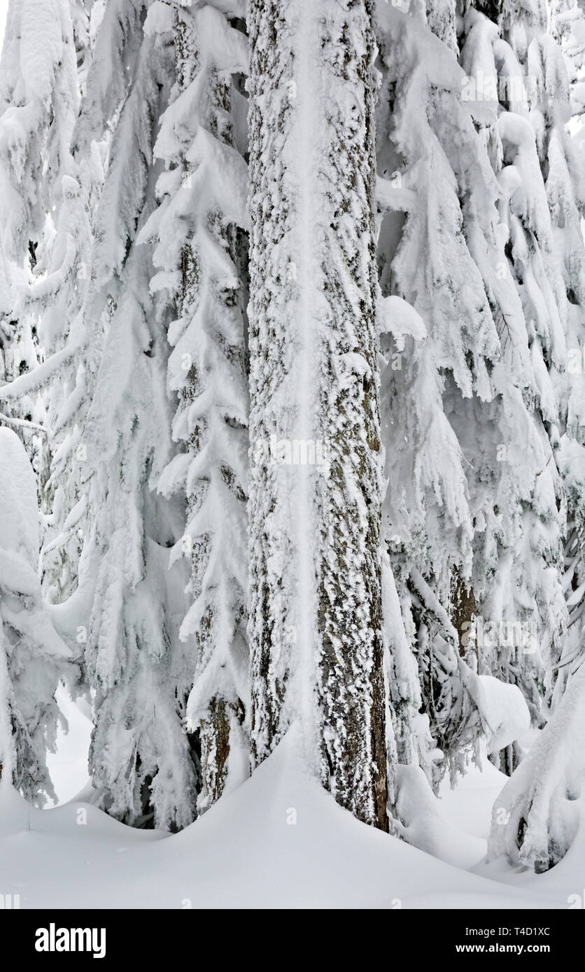 WA16161-00...WASHINGTON - Arbres densément couverte de neige sur le sommet de la montagne dans l'Okanogan-Wenatchee Amabilis National Forest. Banque D'Images