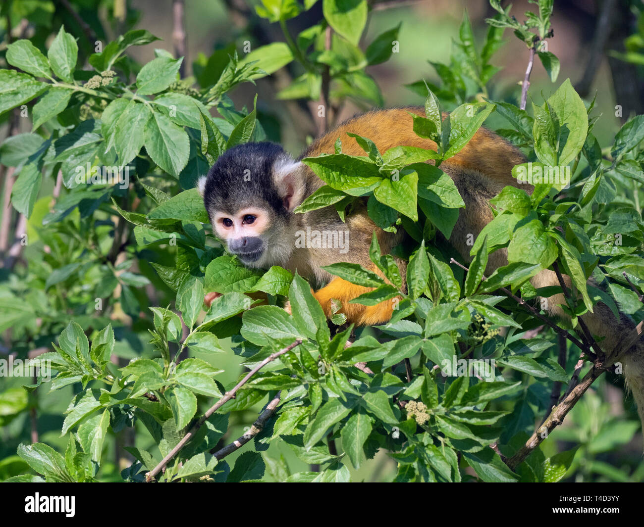 Black-capped singe écureuil Saimiri boliviensis portrait captif Banque D'Images