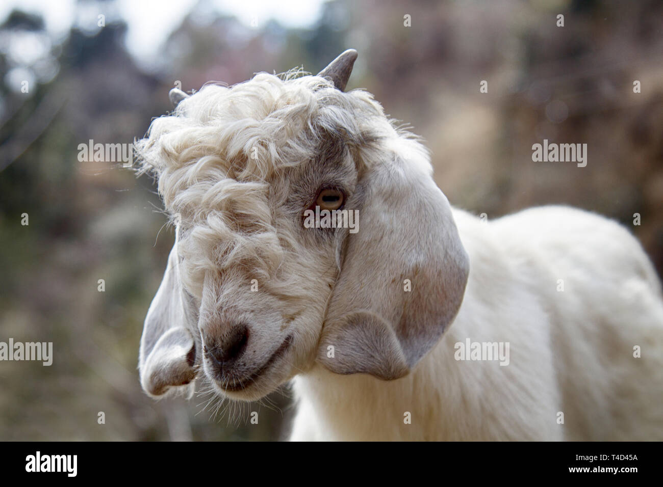 Croustillant de chèvre et de grandes oreilles tombantes de l'Himalaya,  lop-eared chèvres. Close up Photo Stock - Alamy