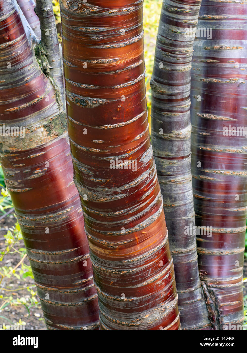 Tibetan Cherry Prunus serrula montrant écorce brillante Banque D'Images