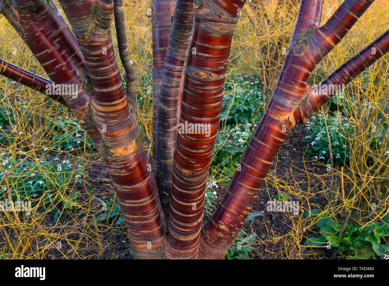 Tibetan Cherry Prunus serrula montrant écorce brillante Banque D'Images