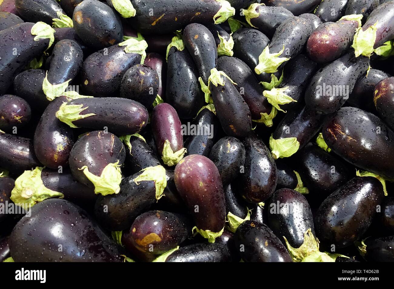 Brillant et frais d'aubergines avec de la bruine de la pluie dans la benne en plein marché de fruits et légumes. Banque D'Images