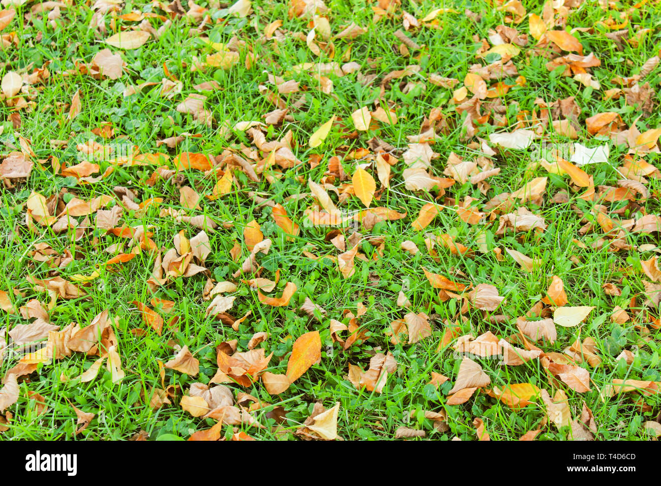 Automne feuilles sèche sur l'herbe verte Banque D'Images