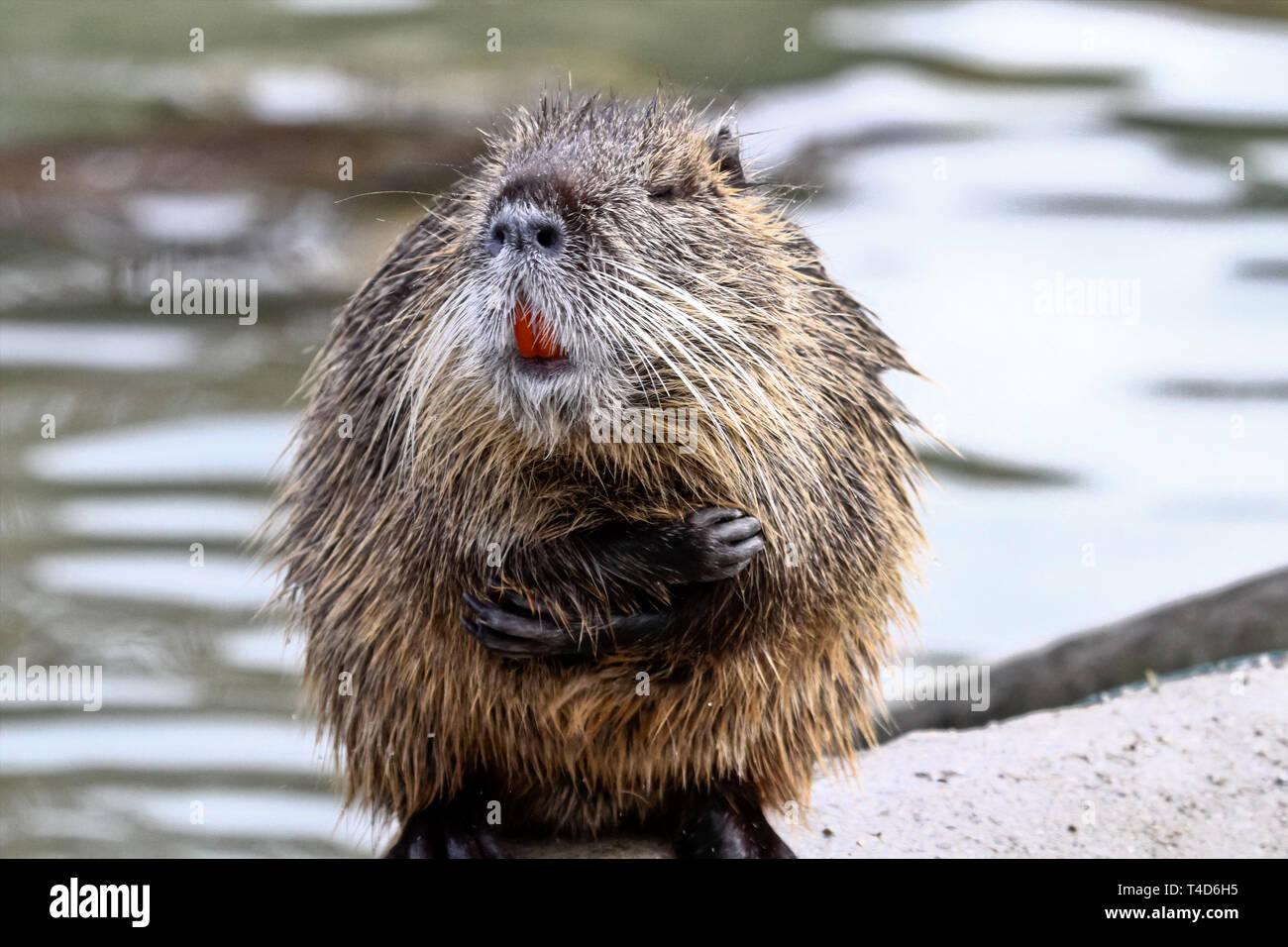 Ragondin, Myocastor coypus, également connu sous le nom de river rat ou le ragondin, est un grand herbivore rongeur semi-aquatique, et seul membre de famille Myocastoridae. Banque D'Images