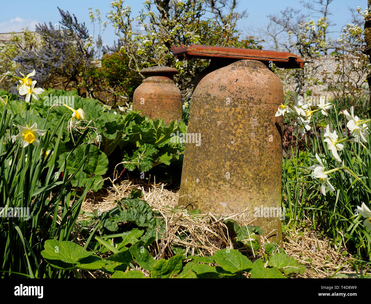 Pots en terre cuite à l'ancienne force utilisée pour forcer le début de rhubarbe dans ce jardin rustique de pays. Banque D'Images