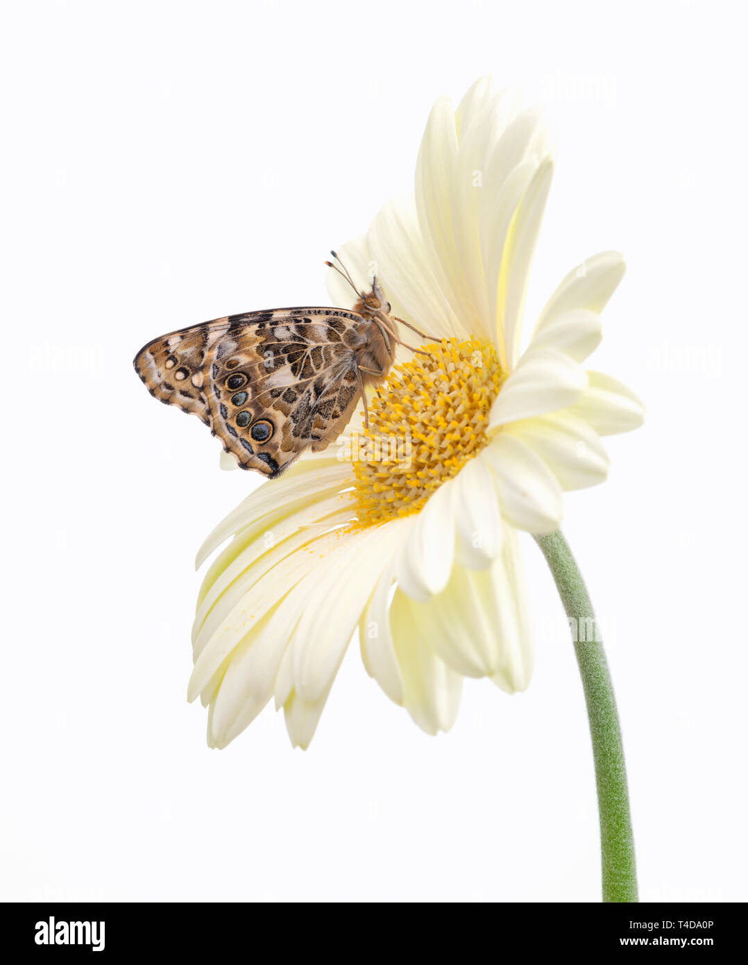Papillon belle dame sur un pâle gerbera flower - vue latérale Banque D'Images