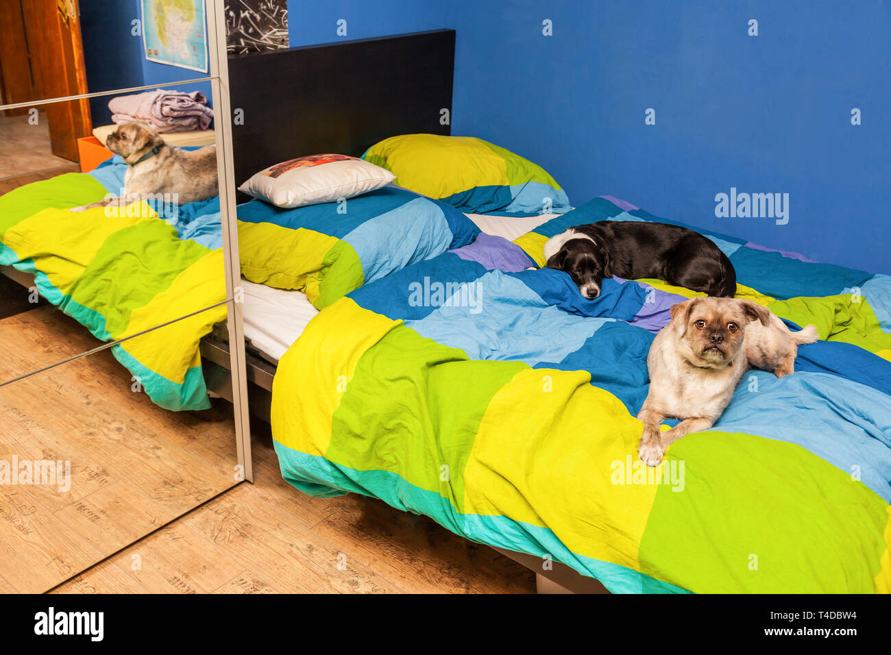 Deux chiens couché dans un lit Banque D'Images