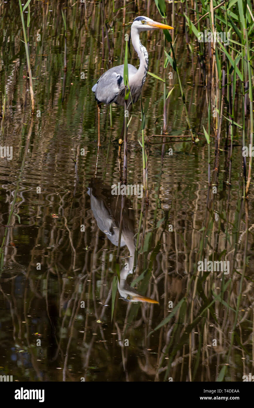 À Heron Parc des Oiseaux sauvages de Tokyo Tokyo - Parc des Oiseaux sauvages face au port de Tokyo est constitué de milieux restaurés que reproduire des environnements estua Banque D'Images