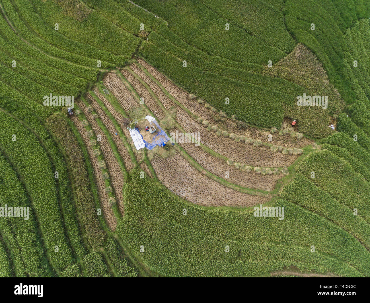 La récolte de paddy et de l'épluchage des agriculteurs sur le terrain, en plongée des Banque D'Images