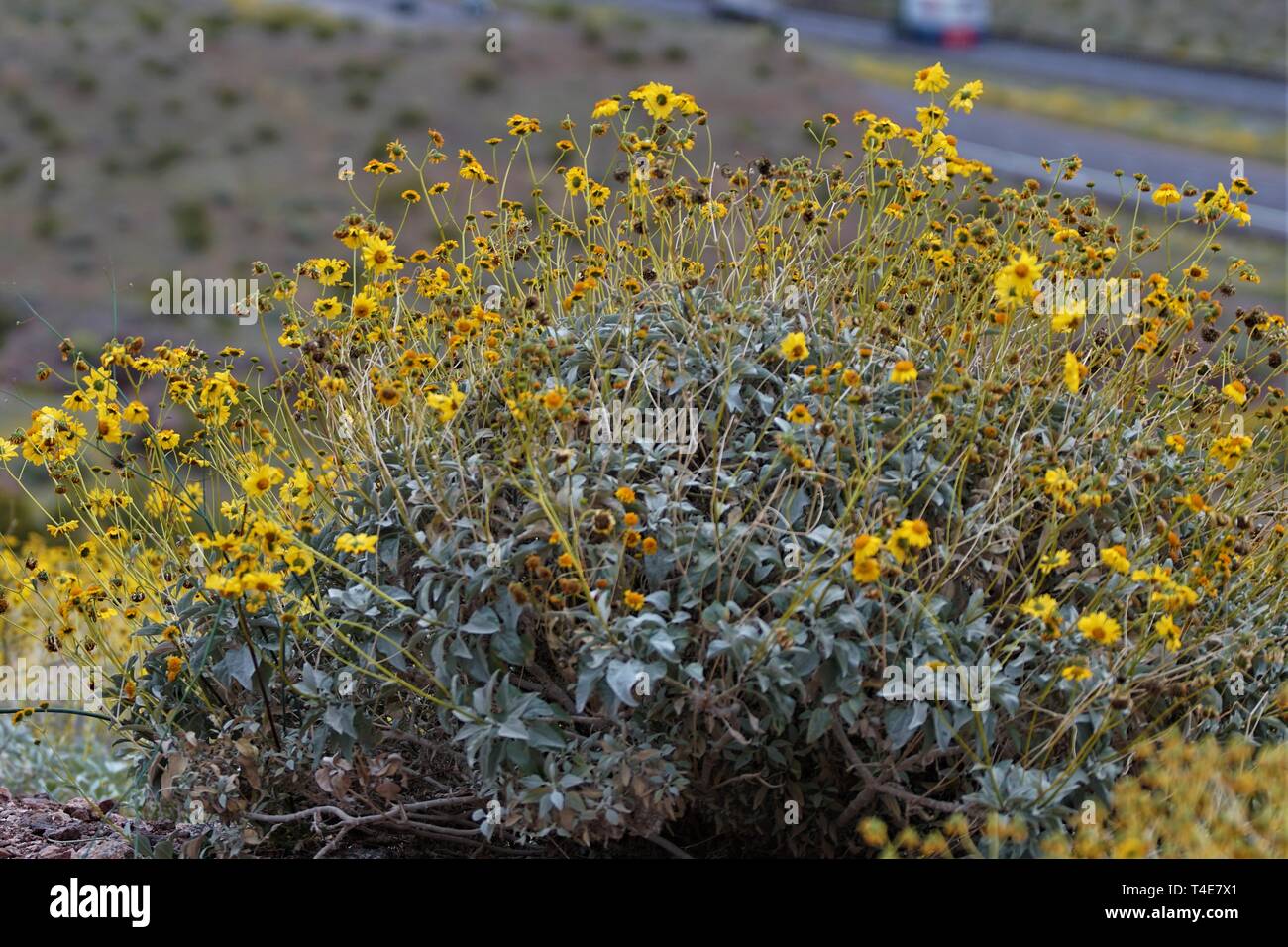 Après les pluies de printemps fleurs du désert dans le désert de l'Arizona Banque D'Images