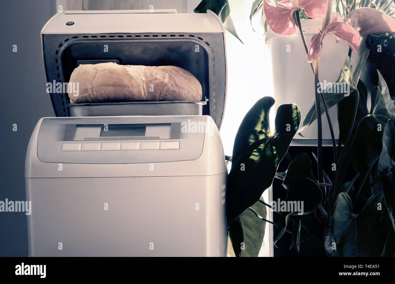 Electroménager : four électrique pour la cuisson du pain à la maison. Le pain blanc cuit dans elle. Banque D'Images
