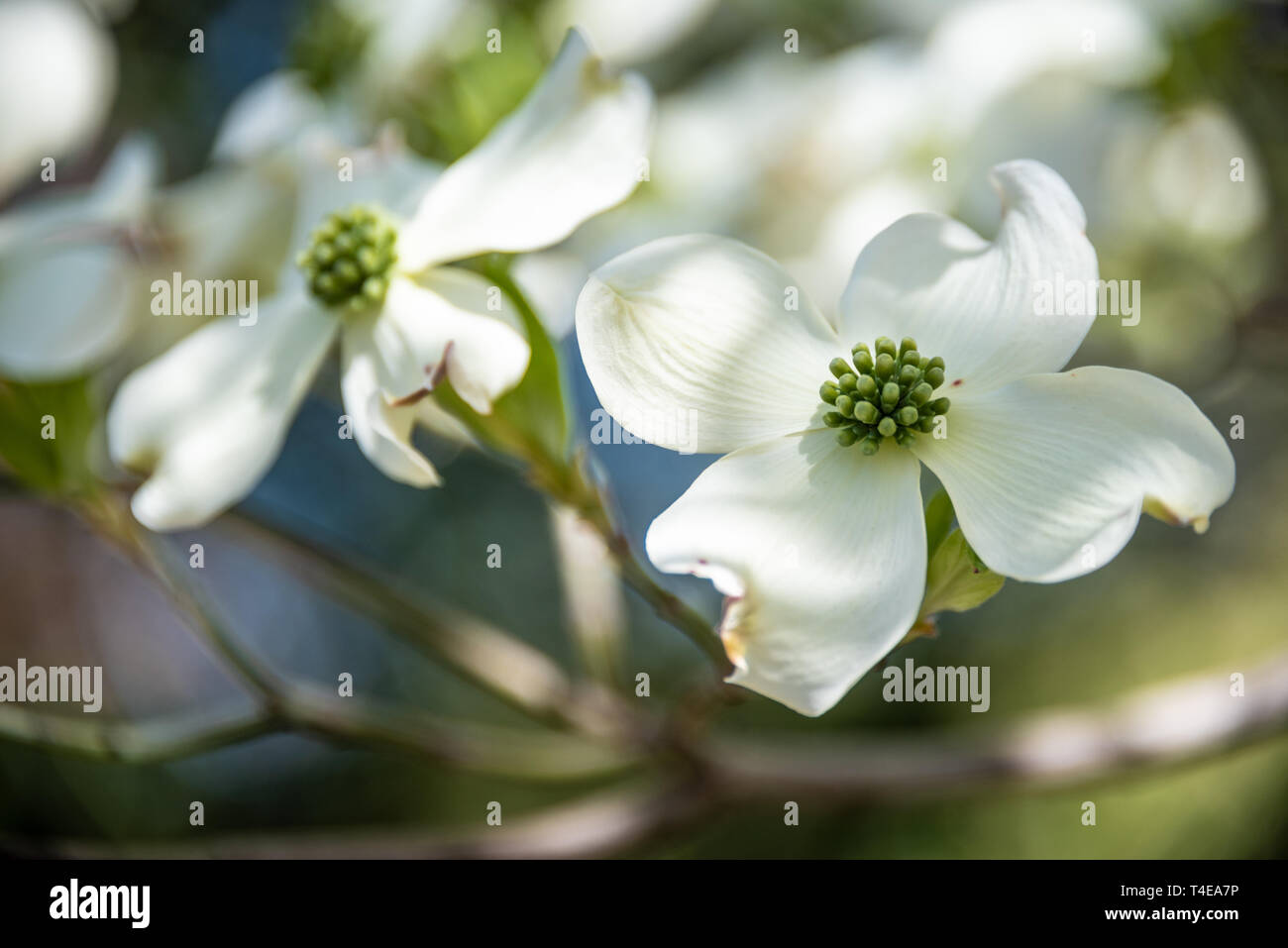 Belles fleurs de cornouiller blanc annoncer la venue du printemps à Atlanta, Géorgie. (USA) Banque D'Images
